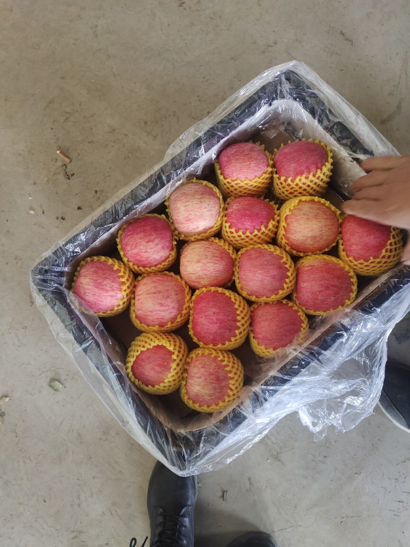 甘肃平凉灵台红富士苹果