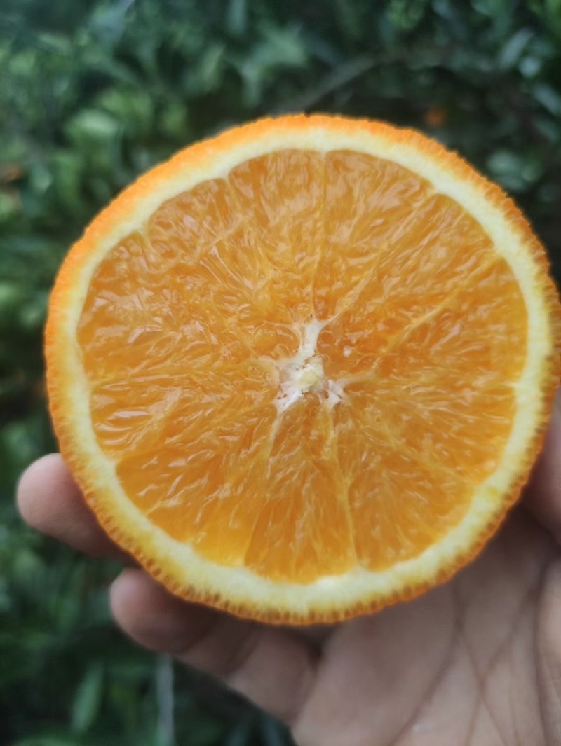 秭归脐橙，老式品种，橙香浓郁，价格实惠，大量供应