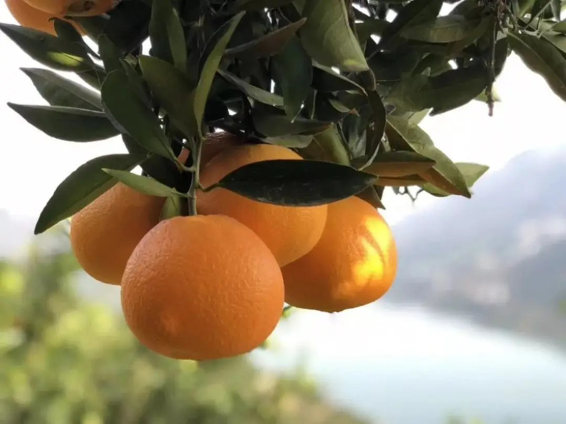 秭归脐橙，老式品种，橙香浓郁，价格实惠，大量供应