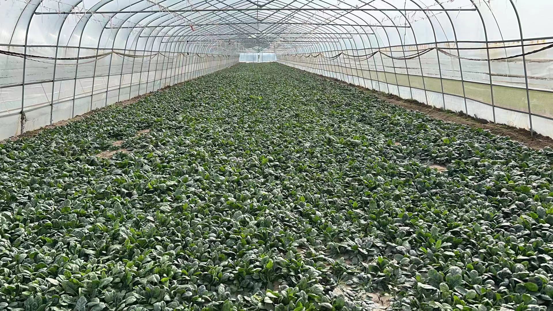 冬季温室内的菠菜种植现场,展示温控设备与作物生长状态 菠菜温室栽培场景