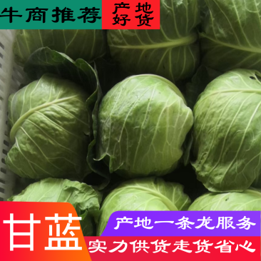 东台甘蓝圆包菜扁包菜不限量供应品质优,价格公道走货便利