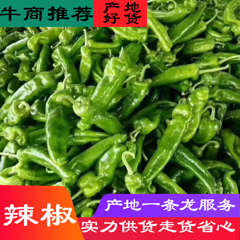 东台泡椒品种齐鲜辣椒301辣椒对接全国各级客商
