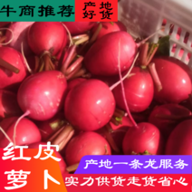 东台红皮萝卜大量上市，不限量供应红皮萝卜对接全国