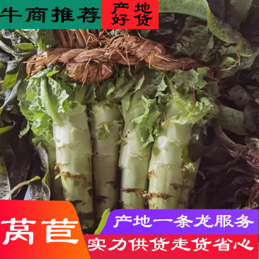 江苏东台地区莴苣,大小均匀10根一捆,各种规格都有