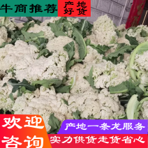 东台地区有机花菜大量供应，又大又白，无虫，