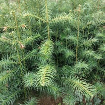 大量供应杉苗、嫁按湘林、长林油茶苗