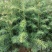 大量供应杉苗、嫁按湘林、长林油茶苗