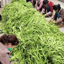 扁豆，基地种植，一手货源，自配冷库，支持各种规格包装