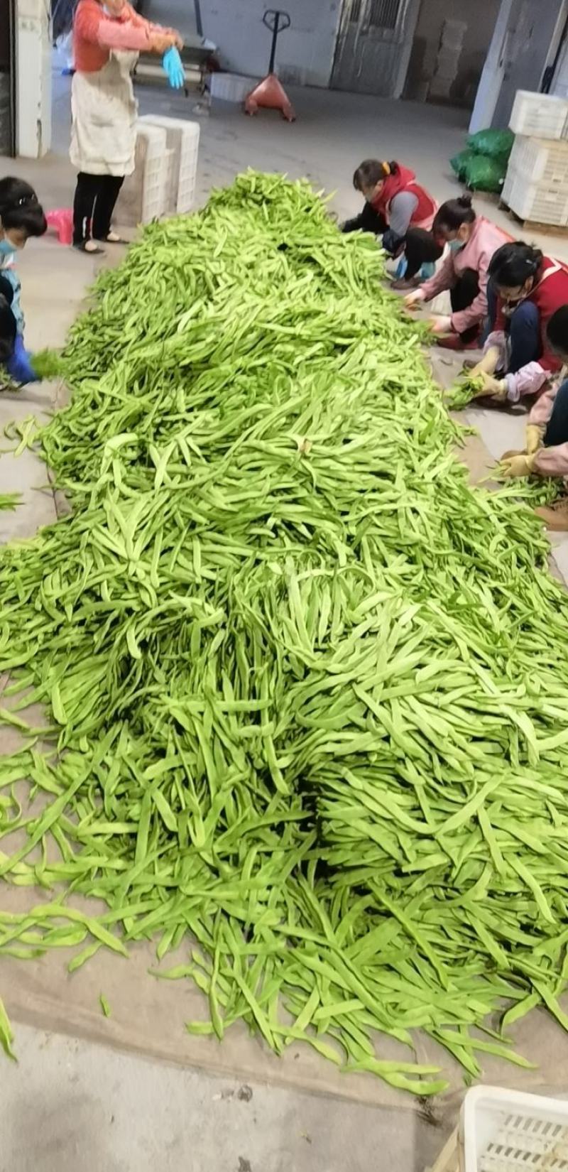 扁豆，基地种植，一手货源，自配冷库，支持各种规格包装