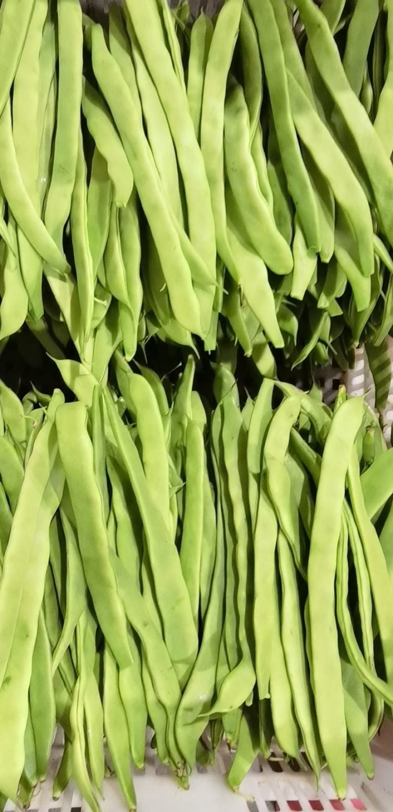 扁豆，基地种植，一手货源，自配冷库，支持各种规格包装