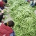 扁豆，基地种植，一手货源，自配冷库，支持各种规格包装