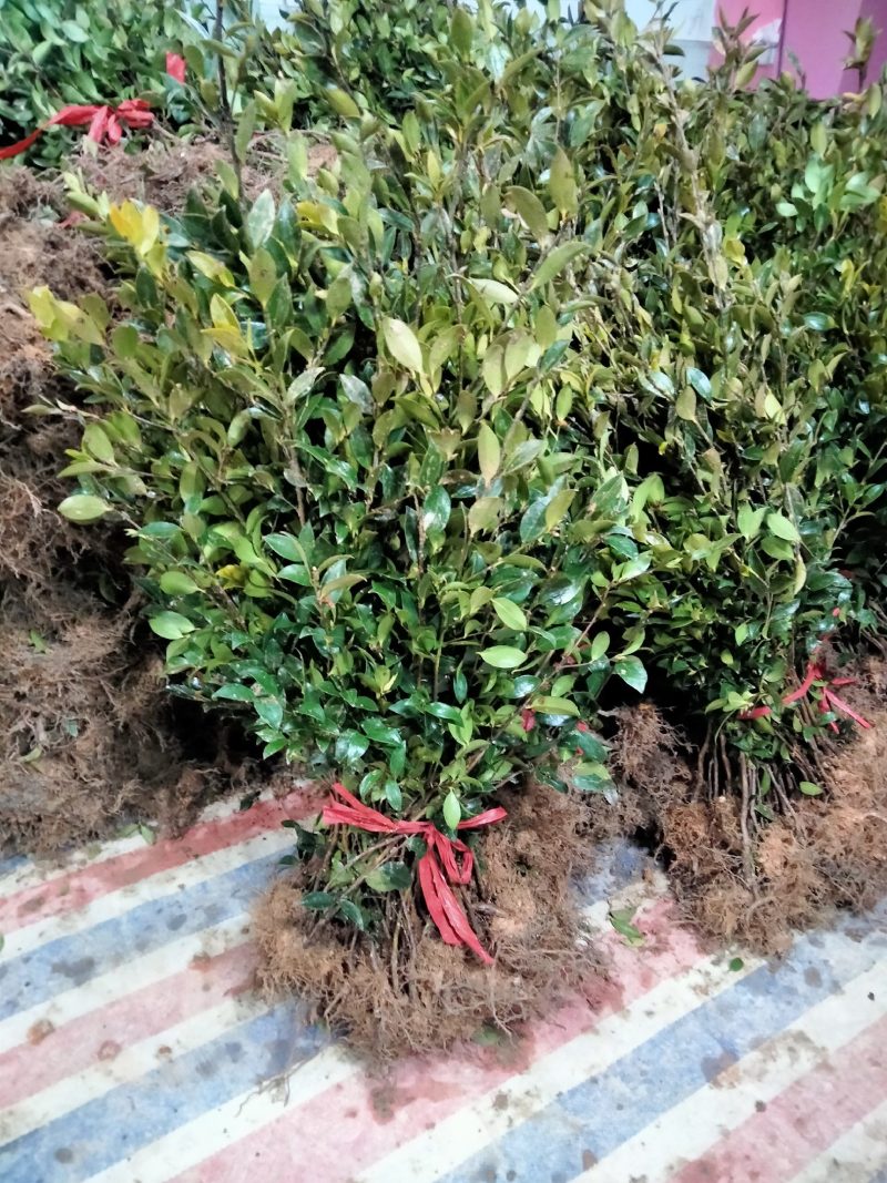 大量供应杉苗、嫁按湘林、长林油茶苗