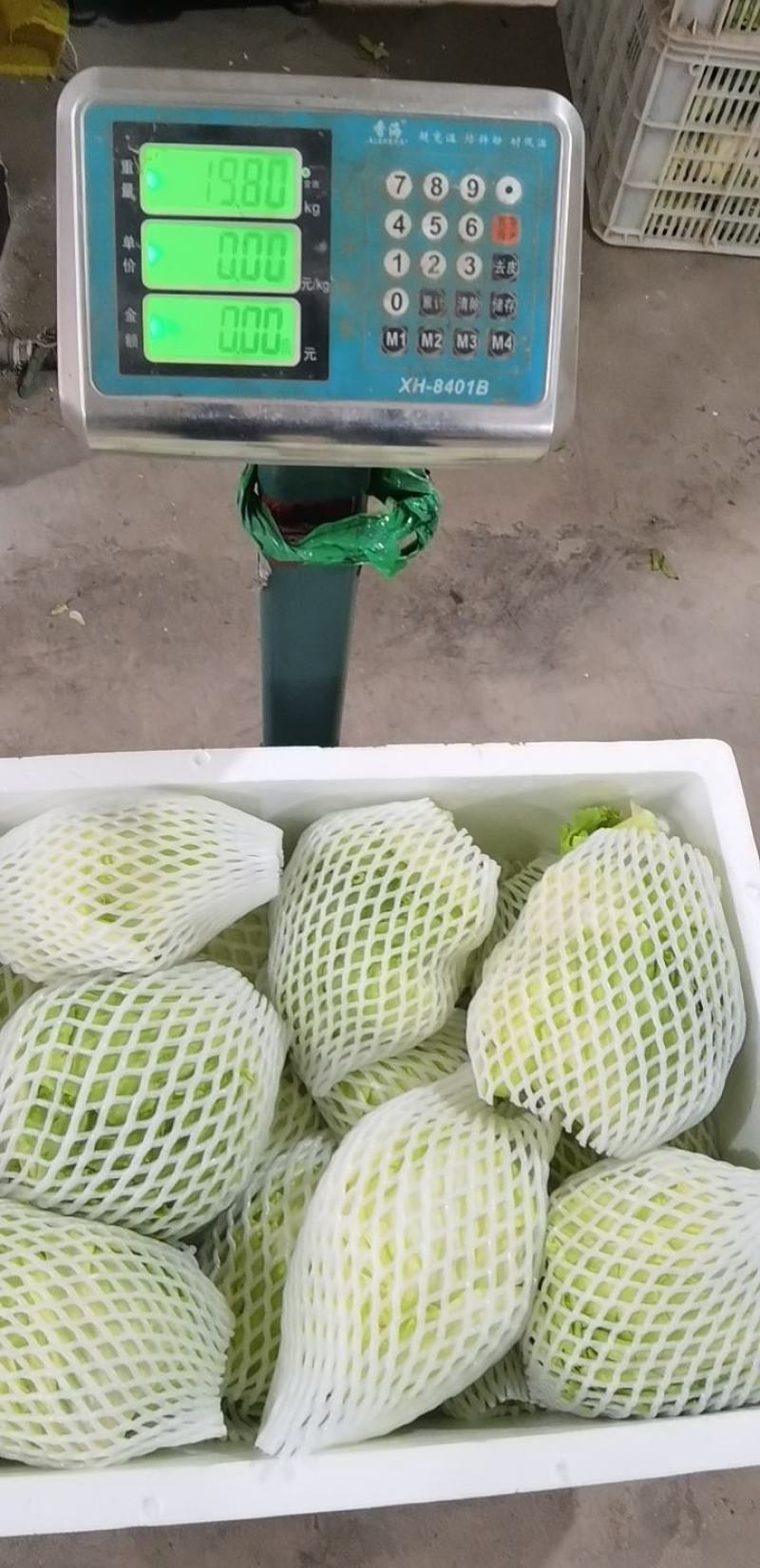 西生菜
