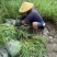 永信水生植物卢竹花叶卢竹大量出售保质保量签合同包成活