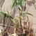 永信水生植物卢竹花叶卢竹大量出售保质保量签合同包成活