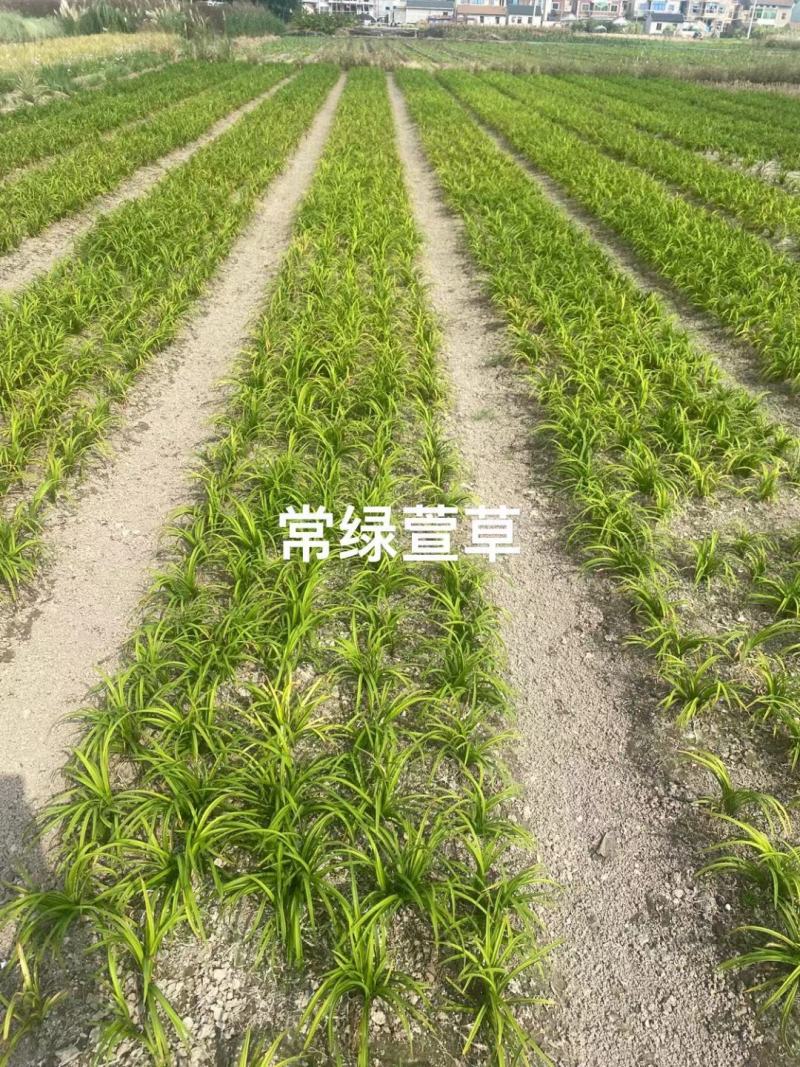 永信水生植物卢竹花叶卢竹大量出售保质保量签合同包成活