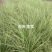 永信水生植物卢竹花叶卢竹大量出售保质保量签合同包成活