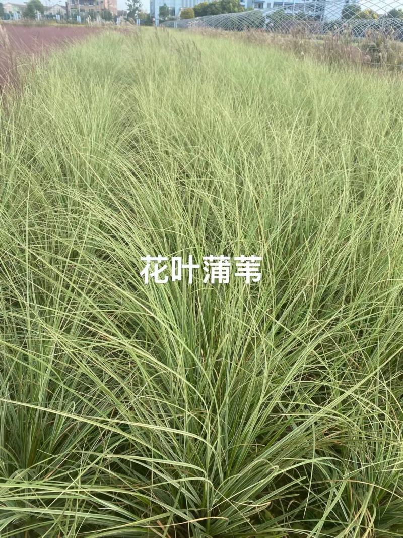 永信水生植物卢竹花叶卢竹大量出售保质保量签合同包成活