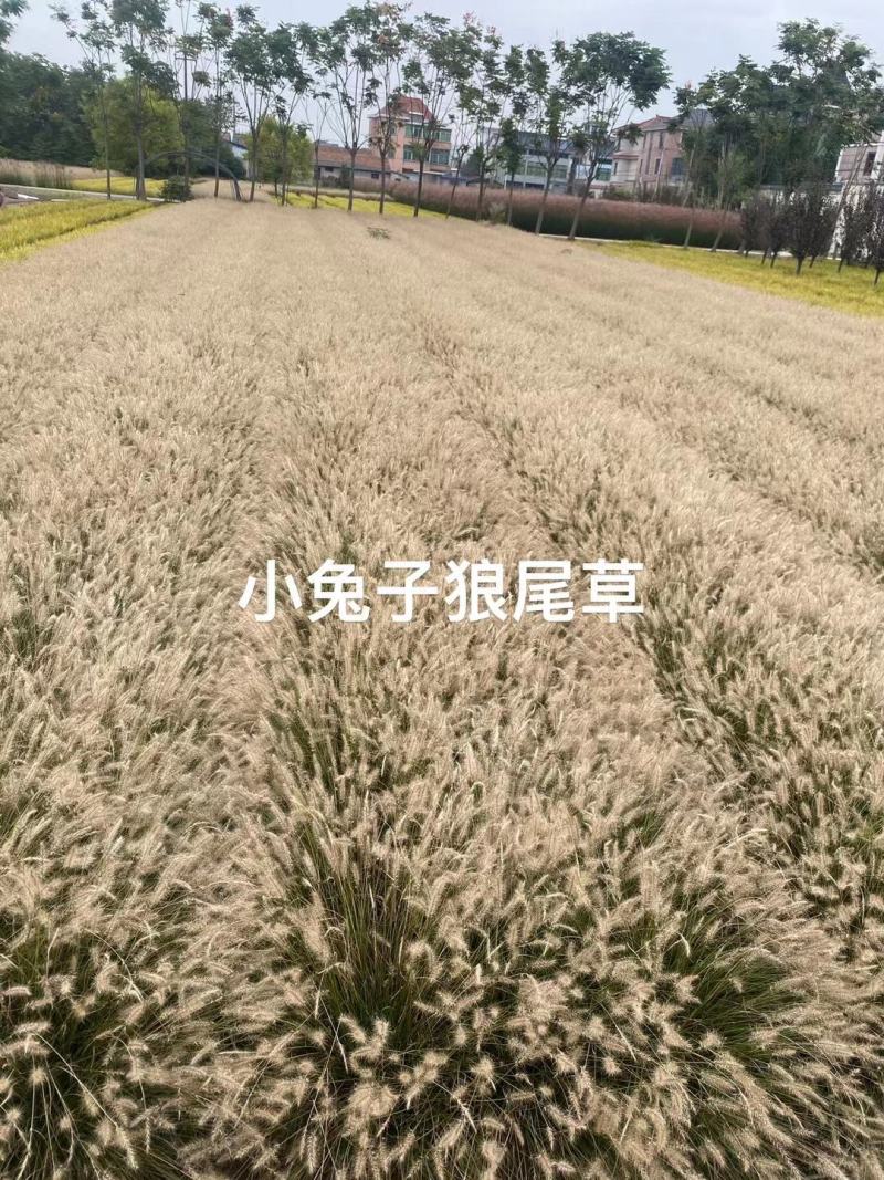 永信水生植物卢竹花叶卢竹大量出售保质保量签合同包成活