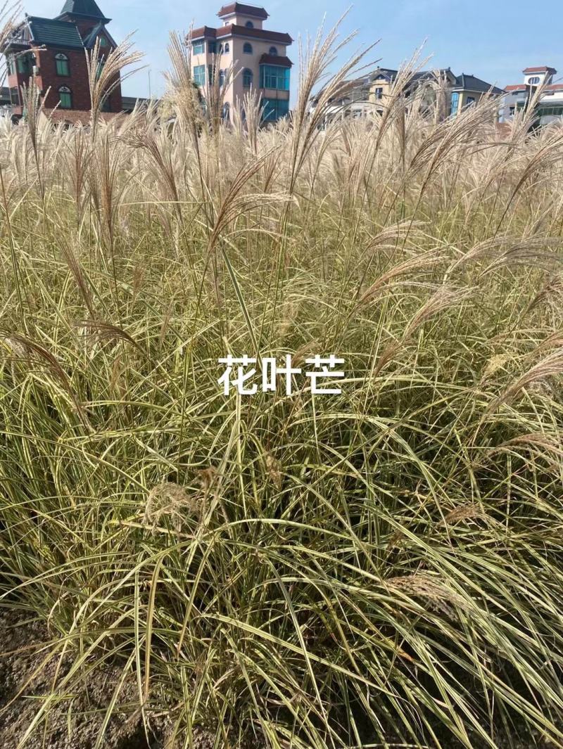 永信水生植物卢竹花叶卢竹大量出售保质保量签合同包成活
