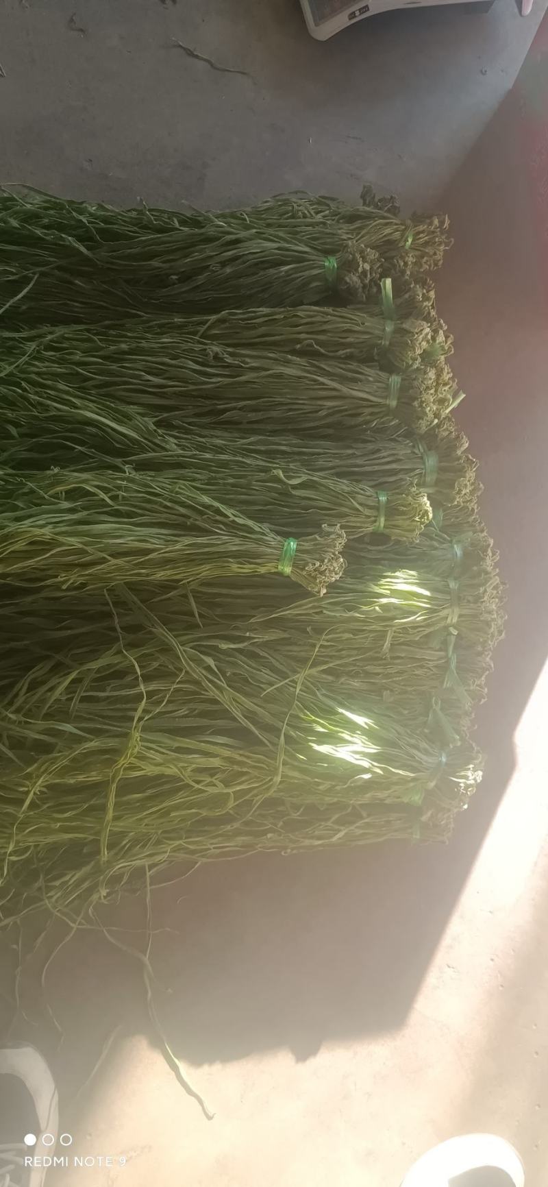云南大理贡菜新鲜贡莱自厂自销货源稳定长期供货代发全国市场
