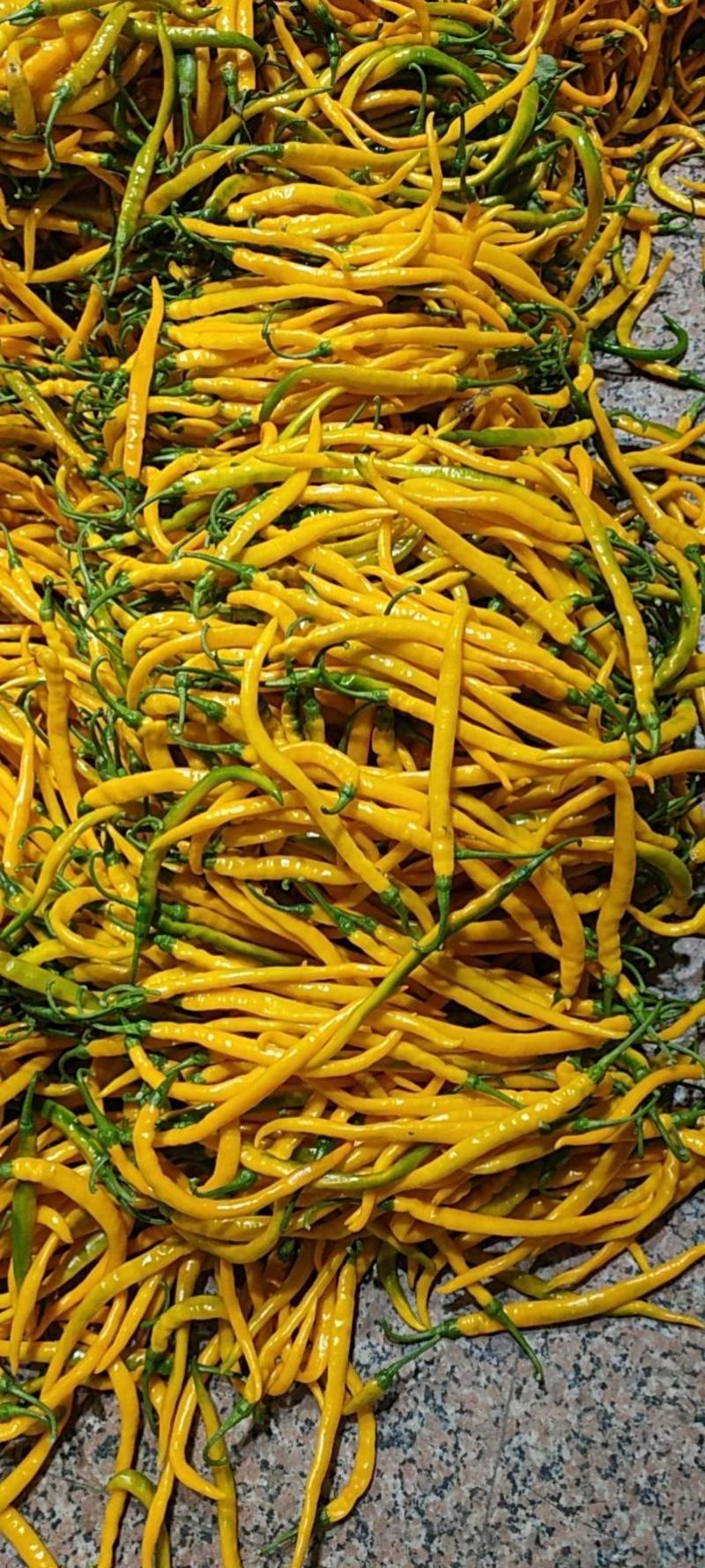 黄色线椒，基地种植，一手货源