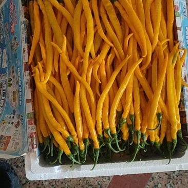 黄色，辣椒，基地种植，一手货源，期待更多老板合作