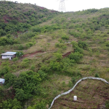 成都林地出租,320亩核桃林,养鸡养羊,核桃果子归租客