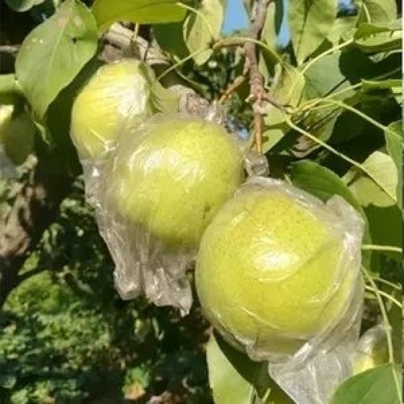 魏县红香酥鸭梨皇冠梨秋月梨晚秋梨魏县桃