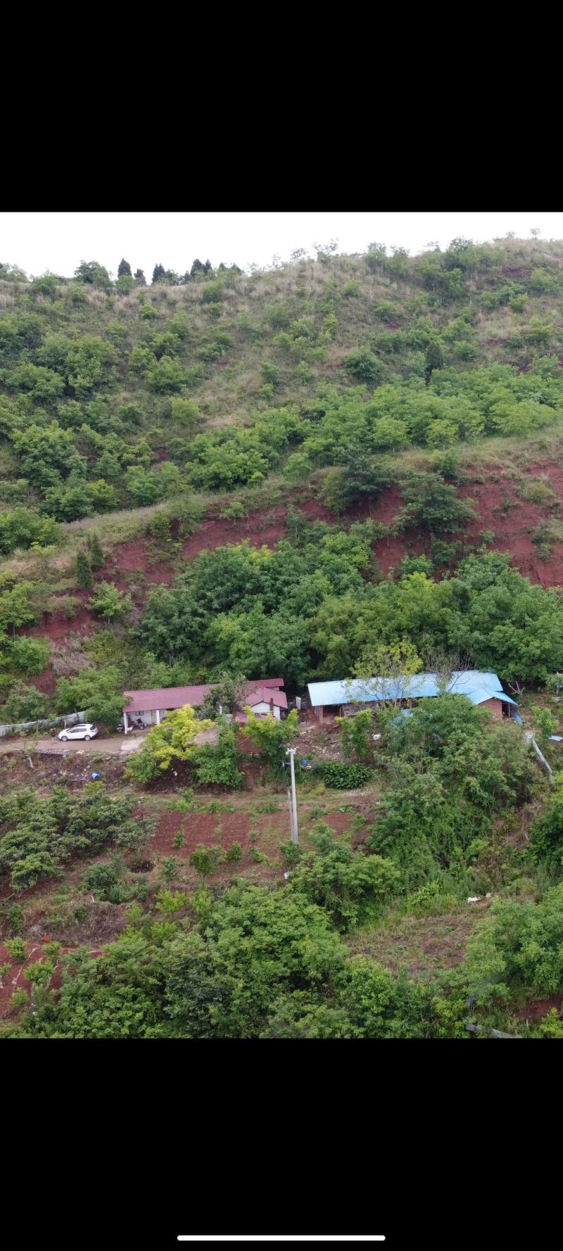 成都林地出租，320亩核桃林，养鸡养羊，核桃果子归租客