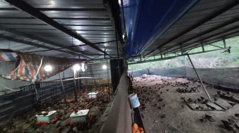 成都林地出租，320亩核桃林，养鸡养羊，核桃果子归租客