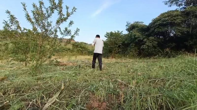 成都林地出租，320亩核桃林，养鸡养羊，核桃果子归租客