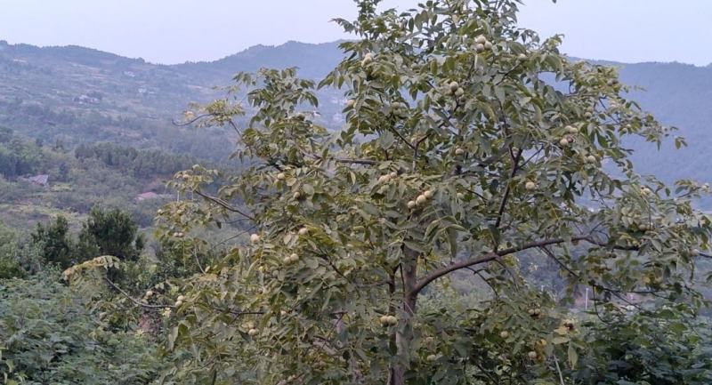 成都林地出租，320亩核桃林，养鸡养羊，核桃果子归租客