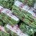 云南孟定精品无筋豆，露天反季节蔬菜，农户一手货源，