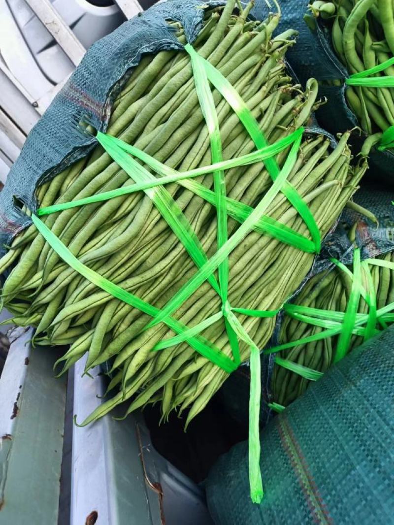 云南孟定精品无筋豆，露天反季节蔬菜，农户一手货源，