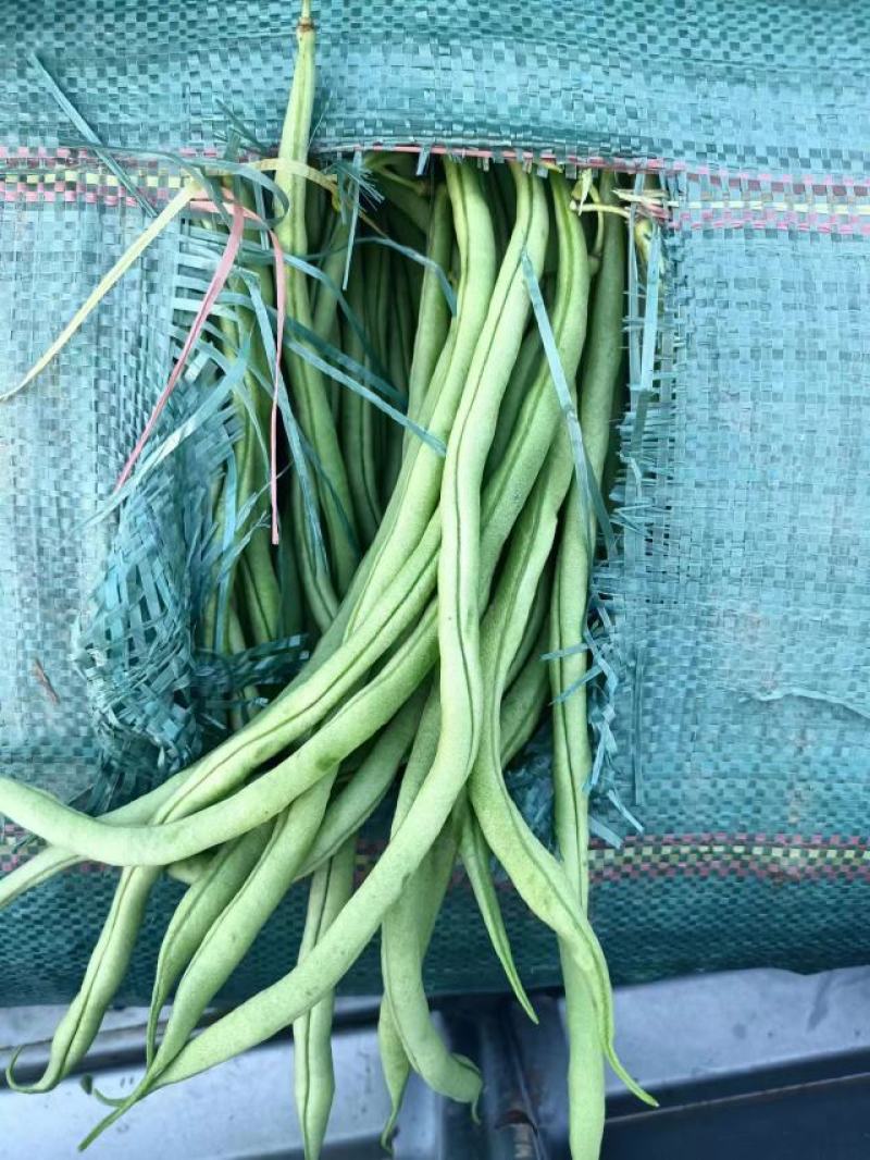 云南孟定精品无筋豆，露天反季节蔬菜，农户一手货源，