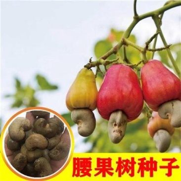 新采散装腰果种子鸡腰果介寿果槚如树营养价值高四大干果