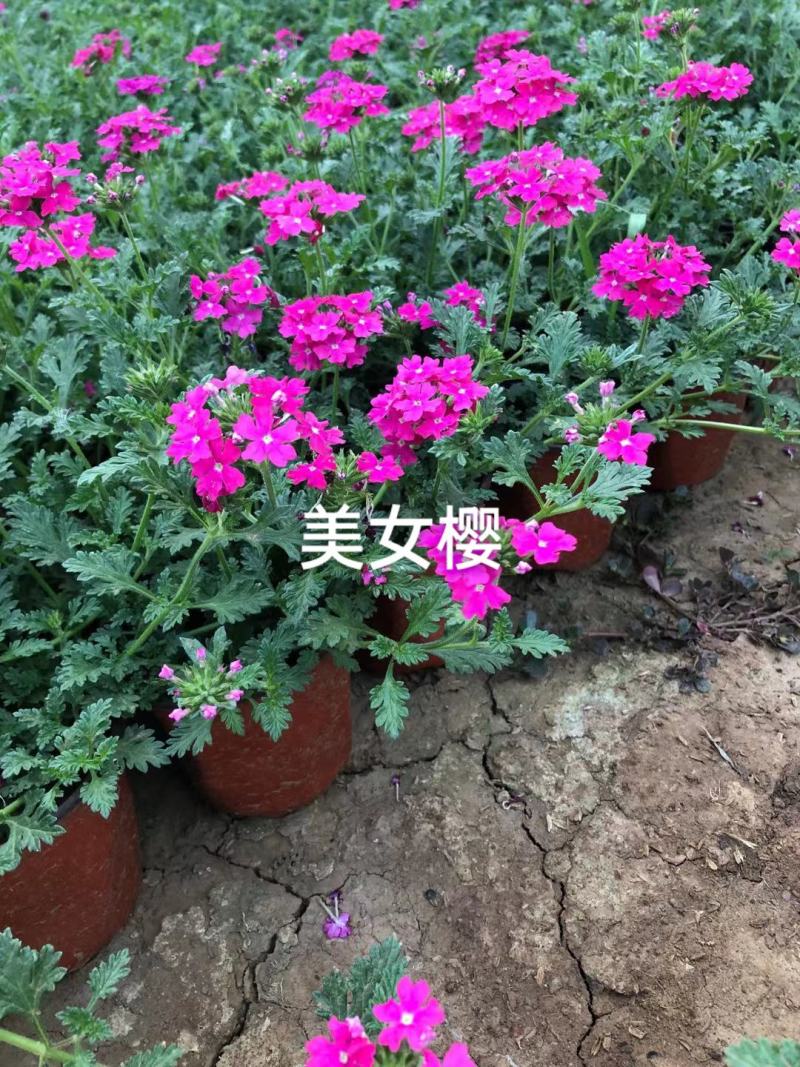 美女樱杯苗多年生美女樱绿化用美女樱盆栽大小规格都有