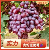 【实力】河北晋州巨盛一号葡萄早熟克伦生葡萄大量有货