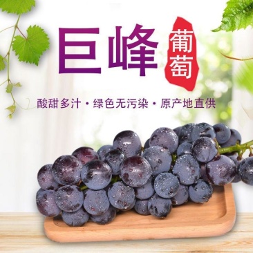 【推荐】河北晋州精品巨峰葡萄冷库出货规格齐全欢迎订购