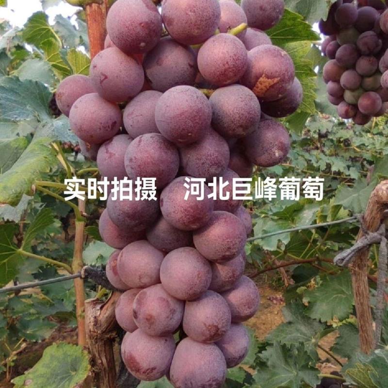 【推荐】河北晋州精品巨峰葡萄冷库出货规格齐全欢迎订购