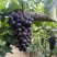 【推荐】河北晋州精品巨峰葡萄冷库出货规格齐全欢迎订购
