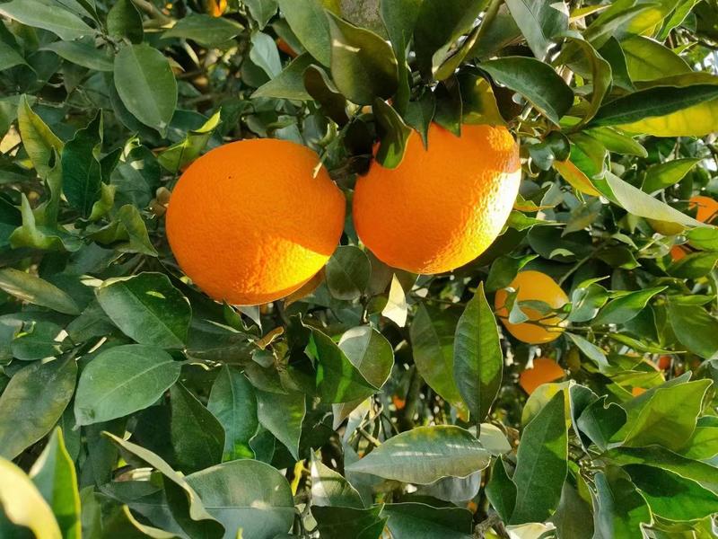 湖北橙子大量上市中。纽荷尔长虹赣南脐橙等！！！！！