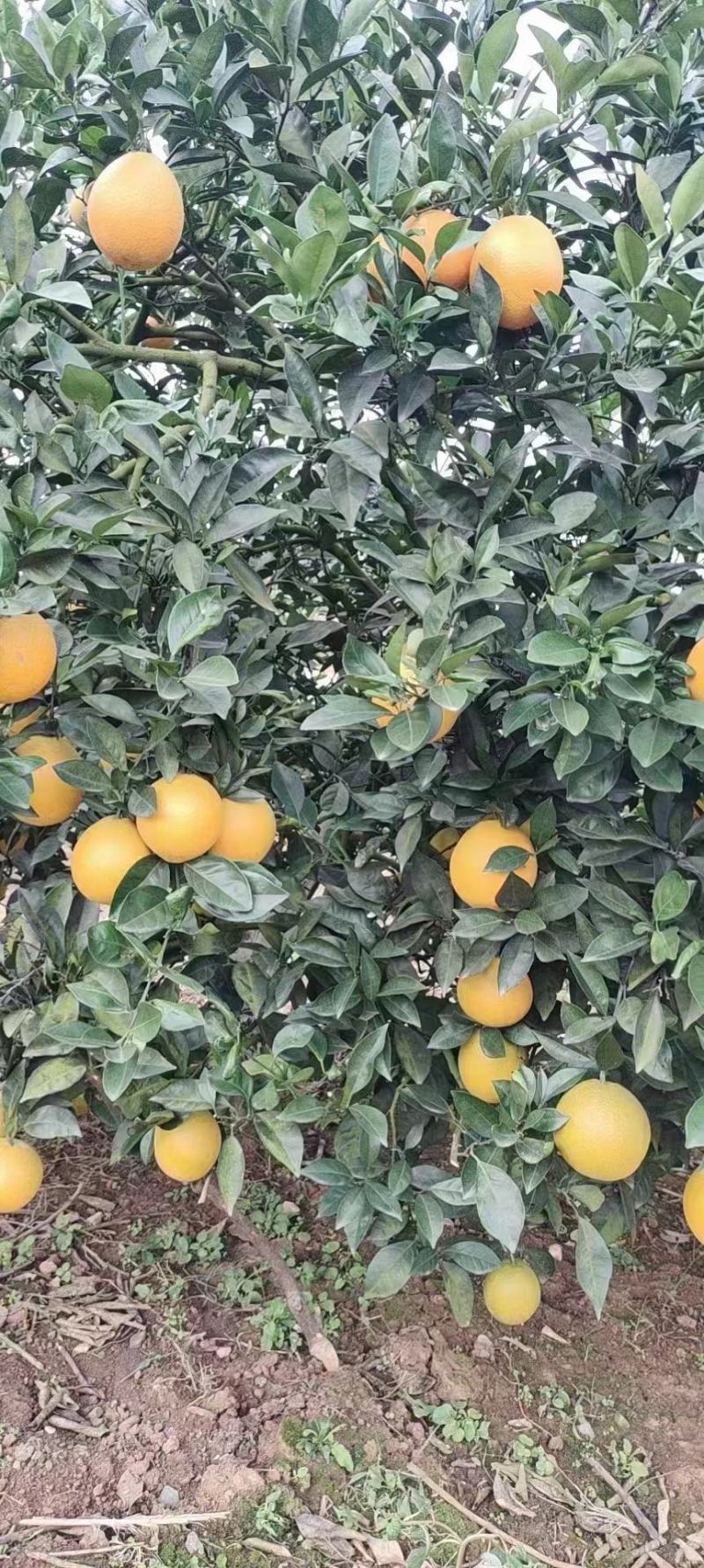 湖北橙子大量上市中。纽荷尔长虹赣南脐橙等！！！！！
