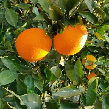 湖北橙子大量上市中。纽荷尔长虹赣南脐橙等！！！！！
