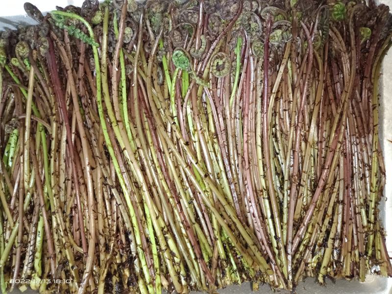 猴腿菜，山野菜，温室反季节山野菜，无农药化肥原生态