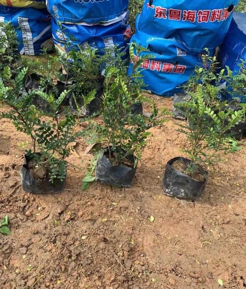 胡椒木福建漳州清香木场地直销货源充足