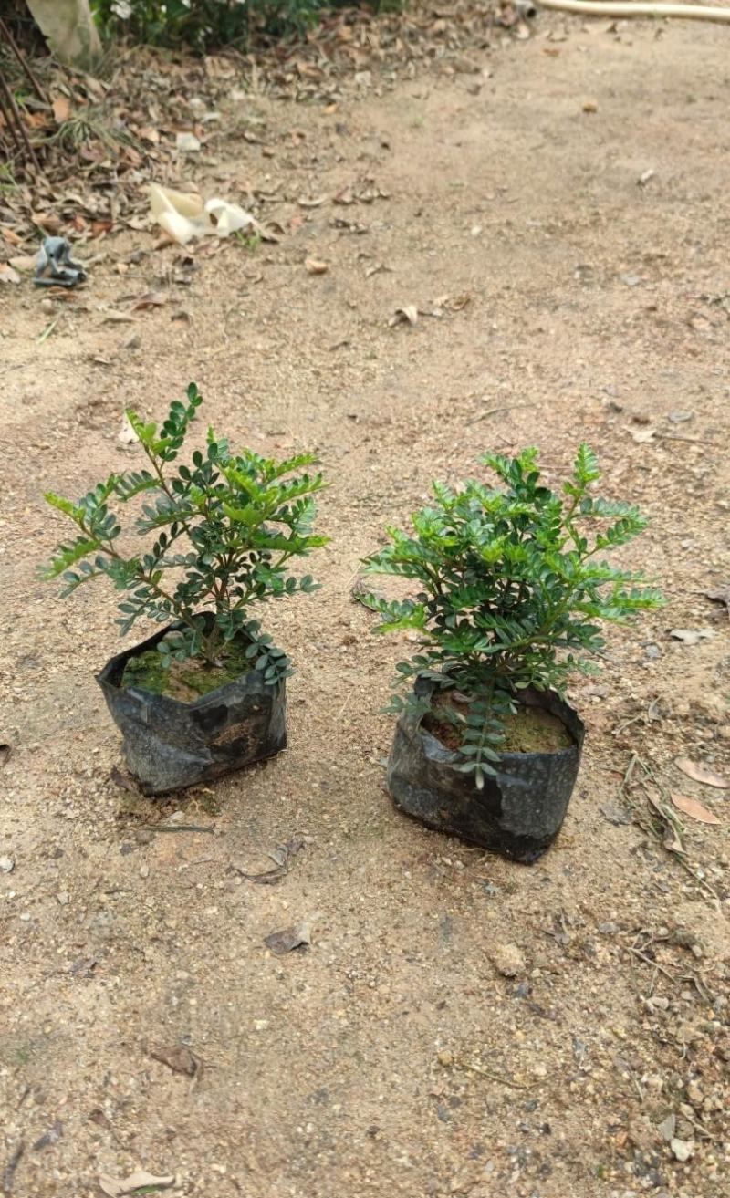 胡椒木福建漳州清香木场地直销货源充足