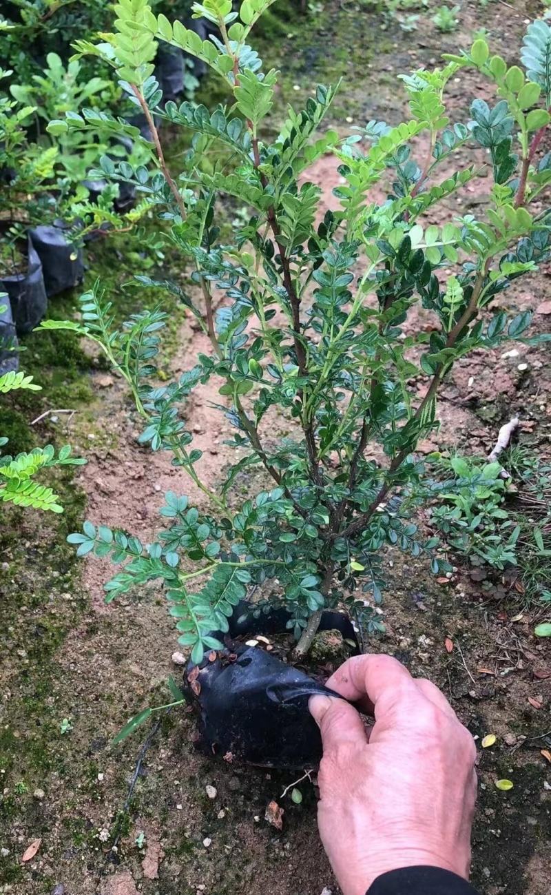 胡椒木福建漳州清香木场地直销货源充足