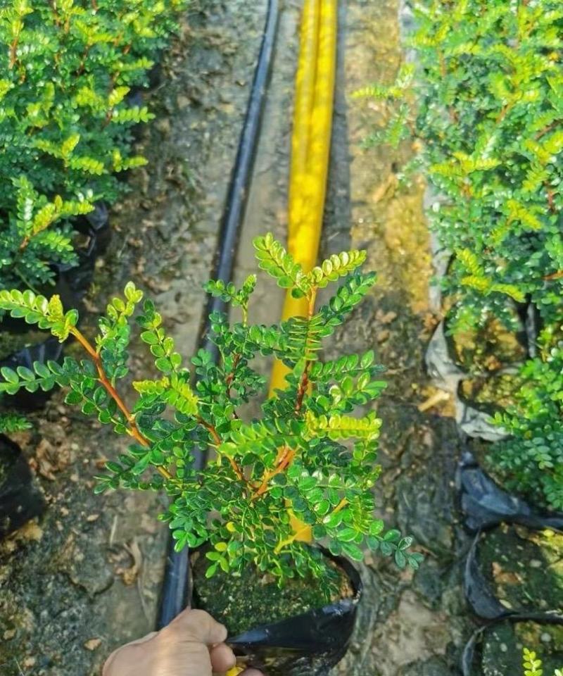 胡椒木福建漳州清香木场地直销货源充足